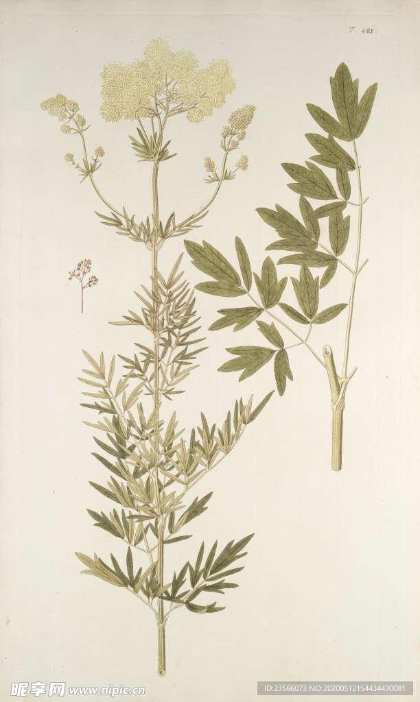 精美绘画草本植物图谱