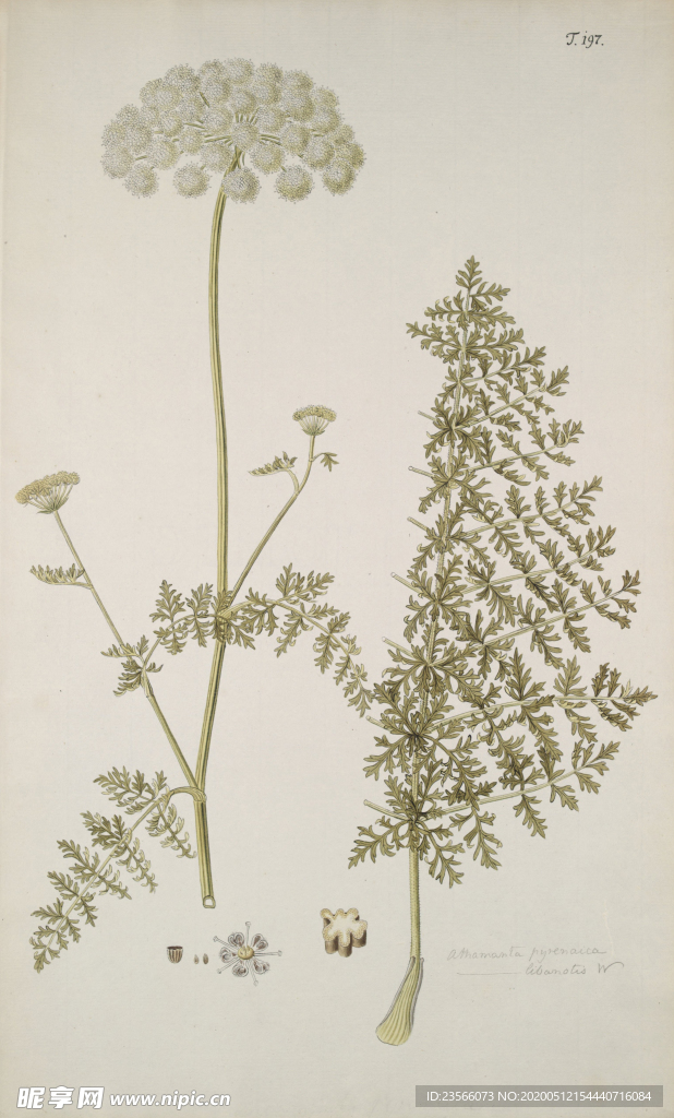 精美绘画草本植物图谱