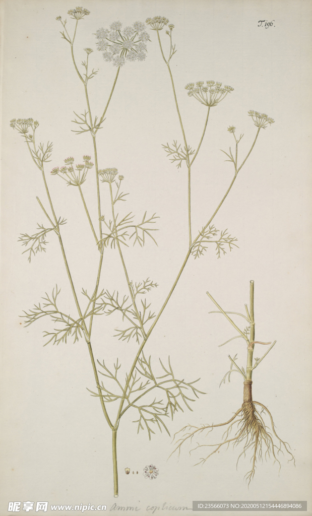 精美绘画草本植物图谱