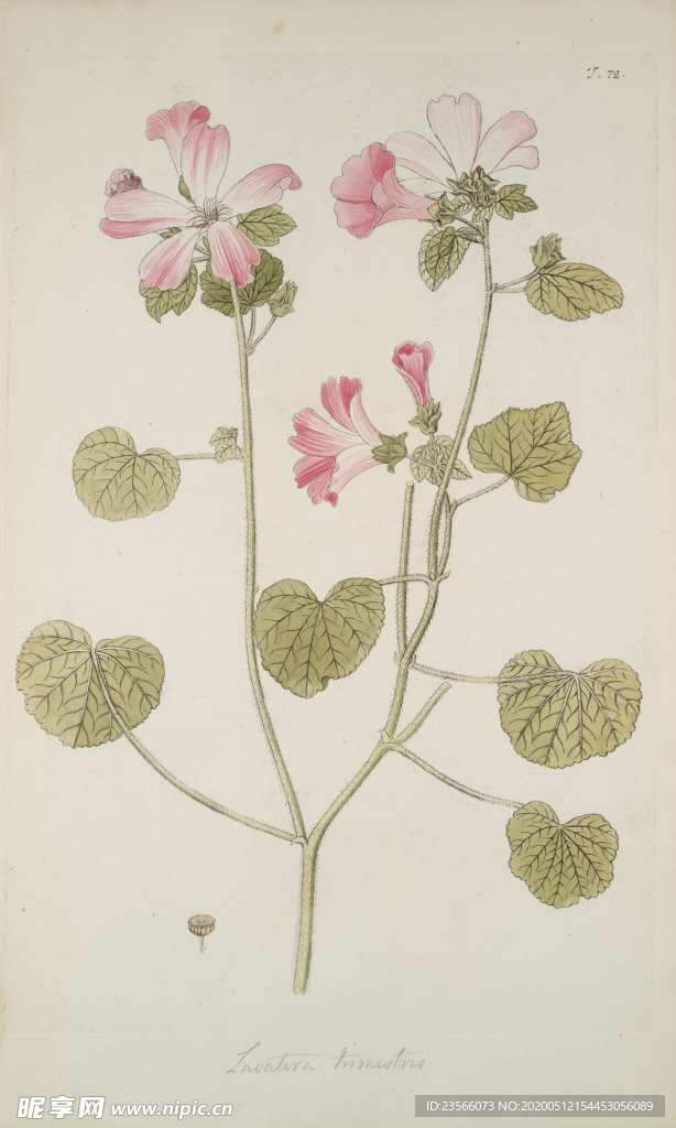 精美绘画草本植物图谱