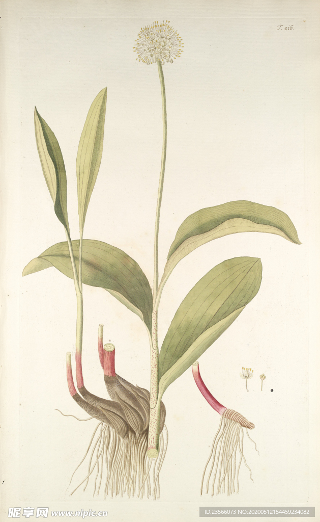 精美绘画草本植物图谱