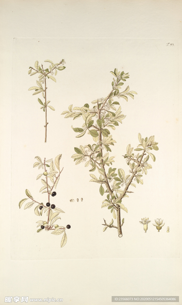 精美绘画草本植物图谱