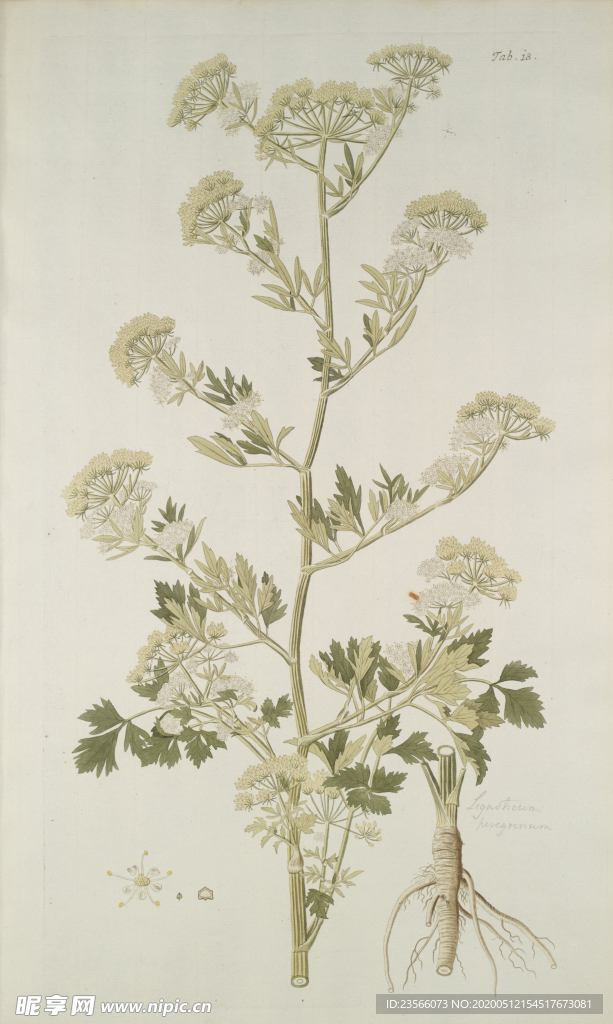 精美绘画草本植物图谱