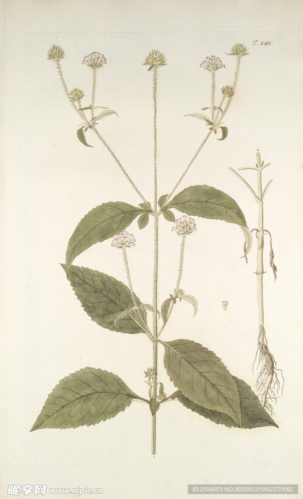 精美绘画草本植物图谱