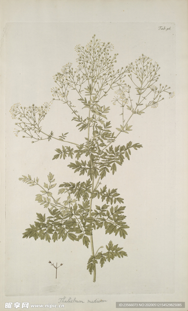 精美绘画草本植物图谱