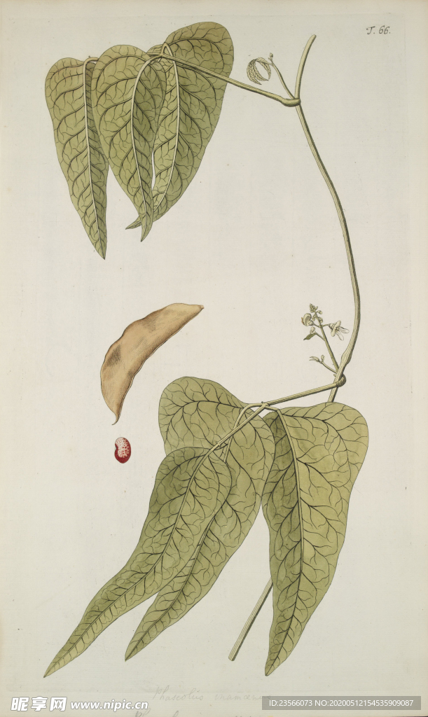 精美绘画草本植物图谱