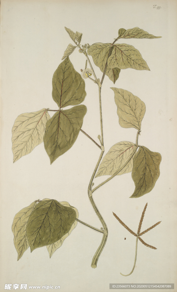 精美绘画草本植物图谱