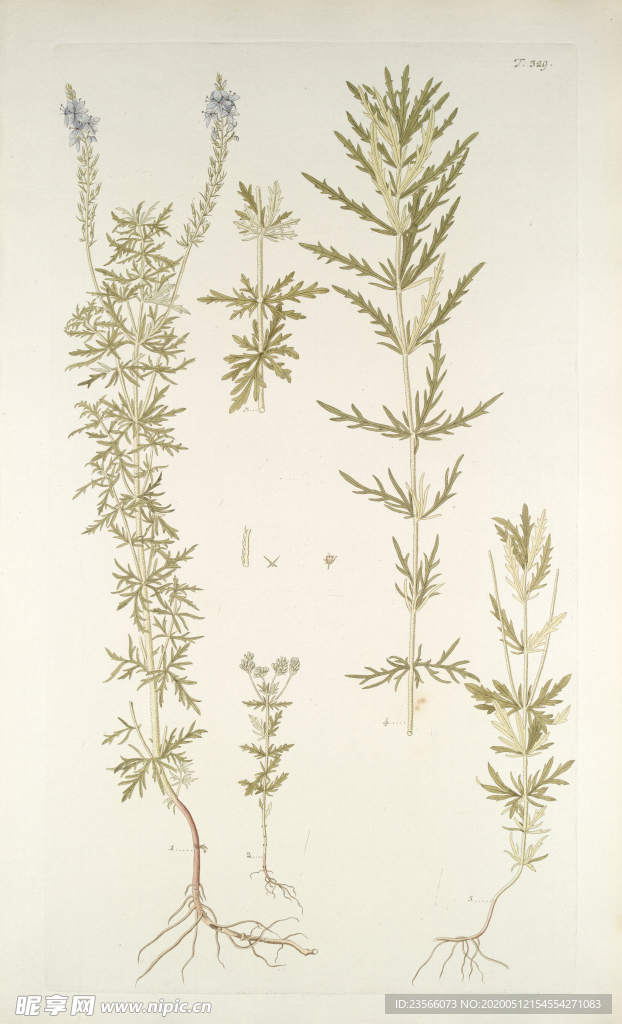 精美绘画草本植物图谱