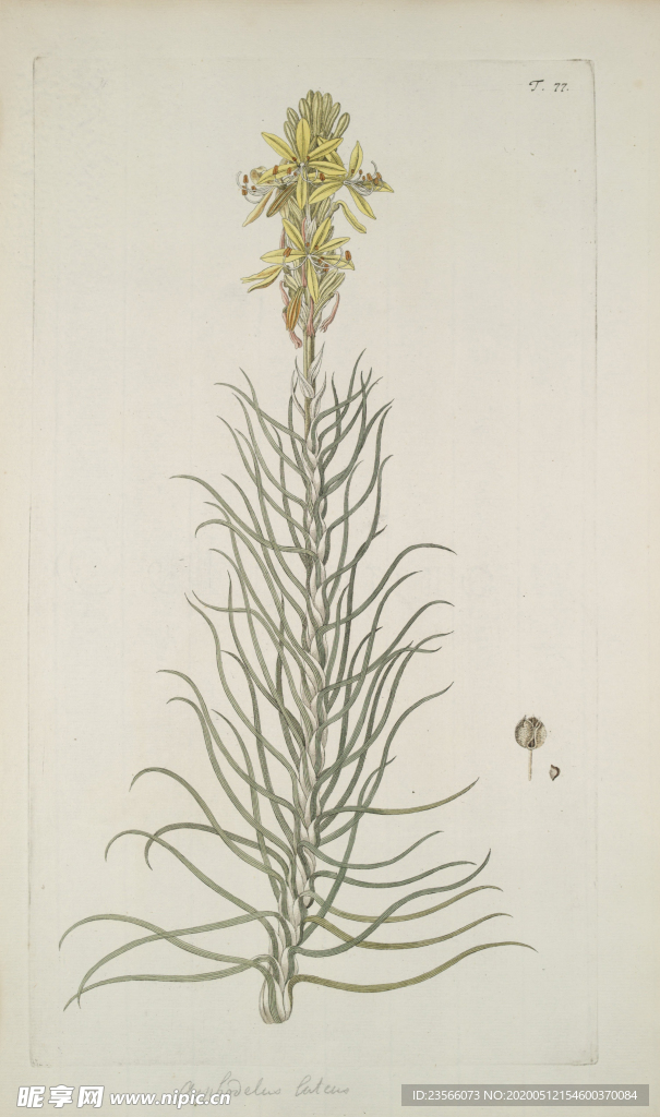 精美绘画草本植物图谱