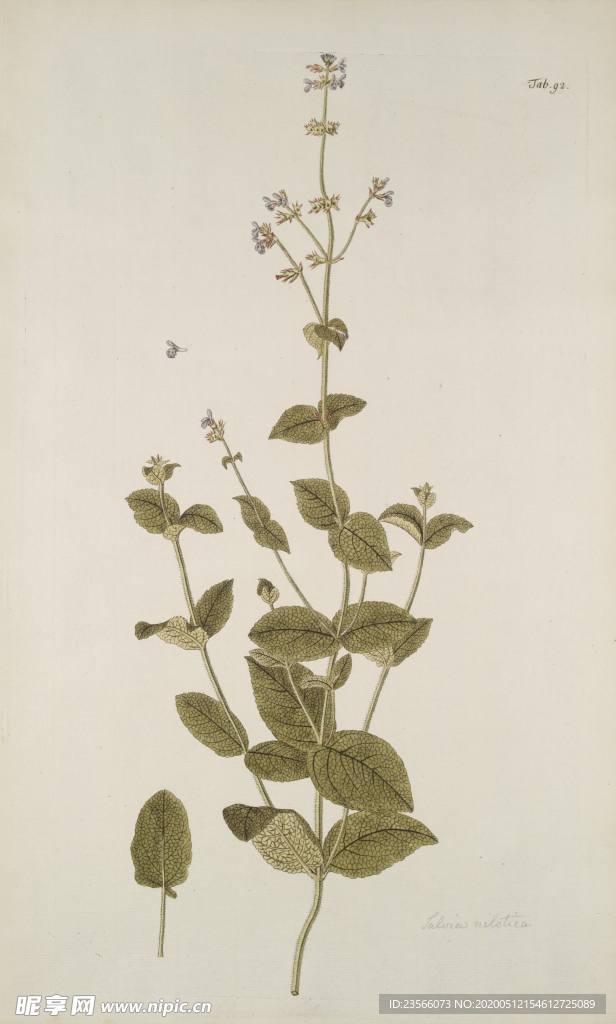 精美绘画草本植物图谱