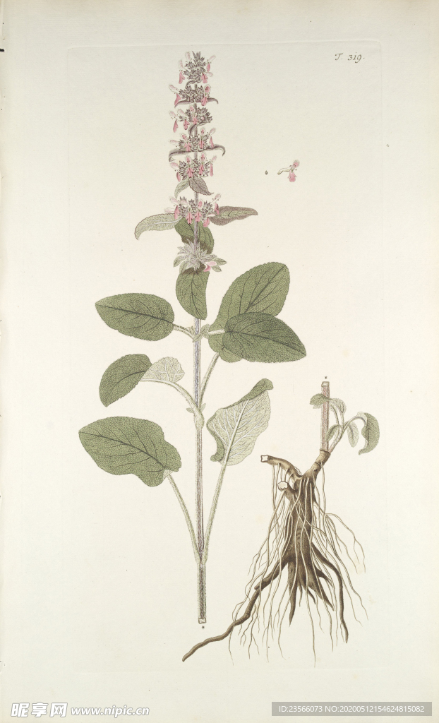 精美绘画草本植物图谱