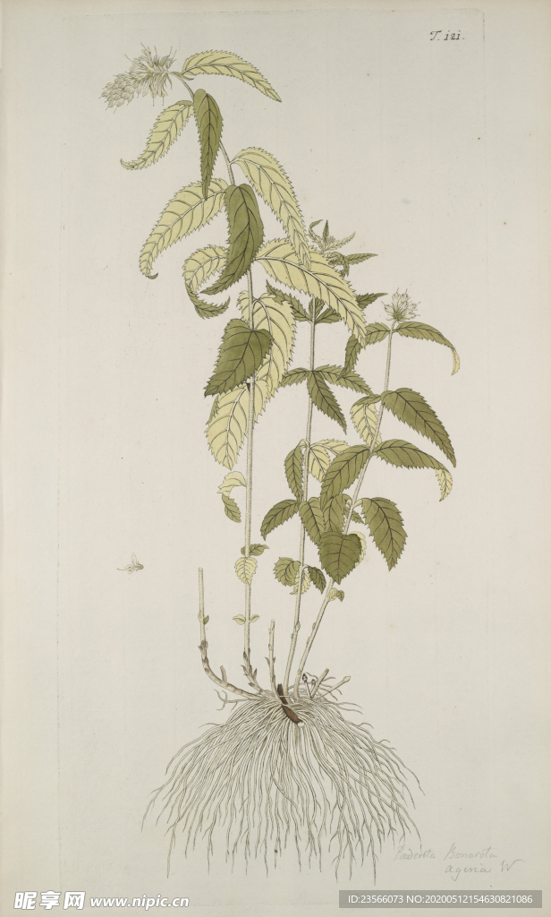 精美绘画草本植物图谱