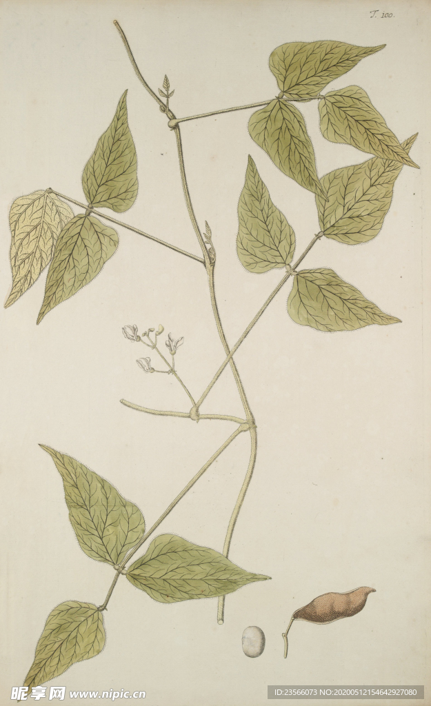 精美绘画草本植物图谱