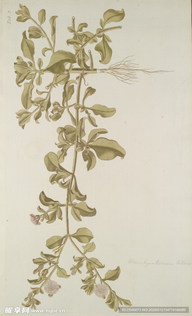 精美绘画草本植物图谱