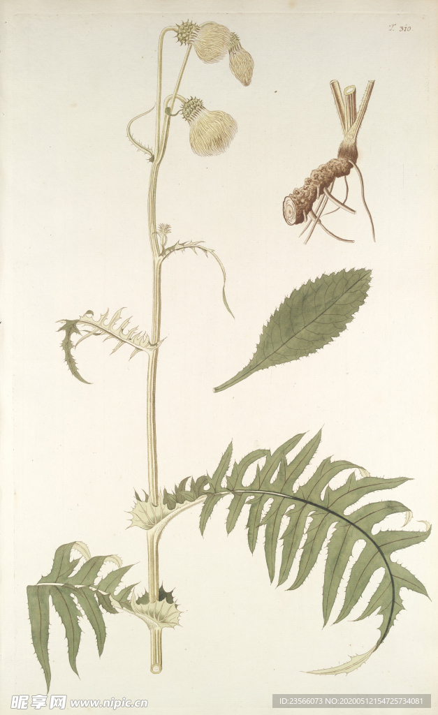 精美绘画草本植物图谱