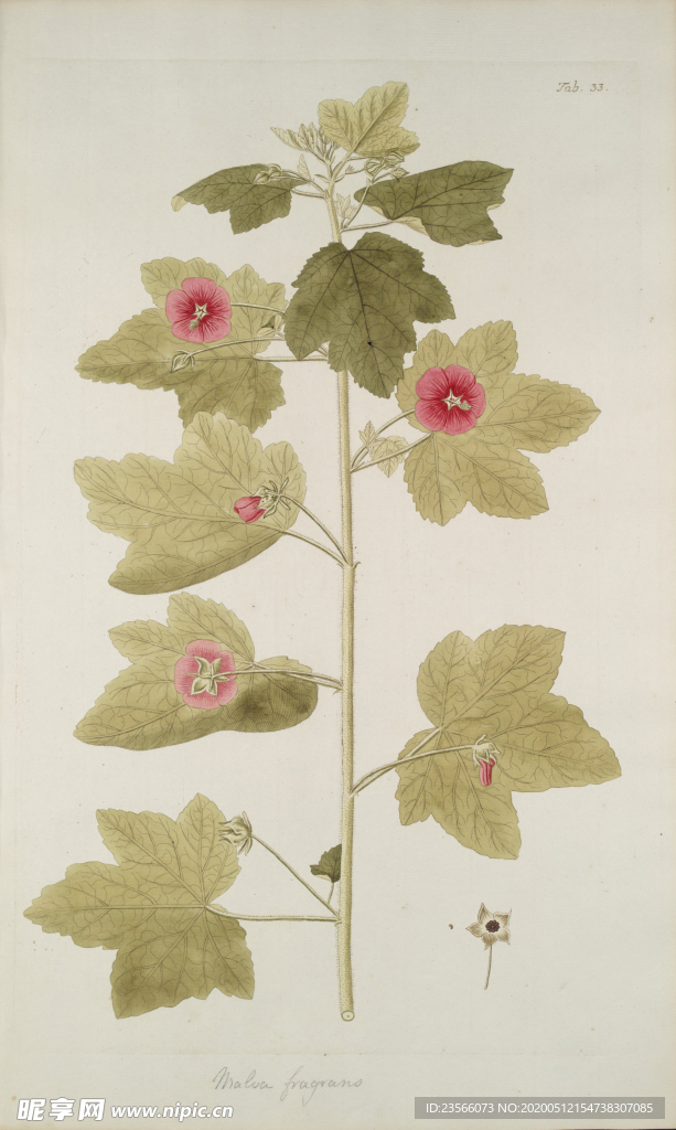 精美绘画草本植物图谱