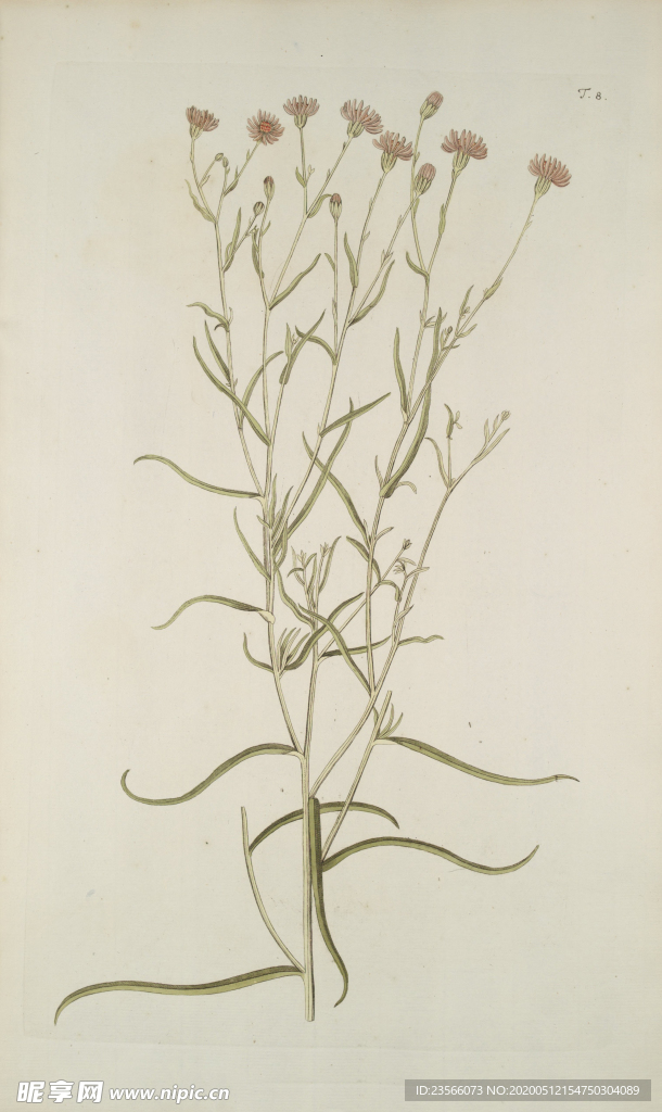精美绘画草本植物图谱