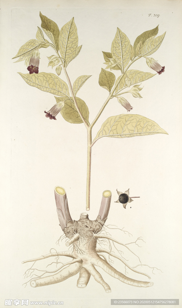 精美绘画草本植物图谱