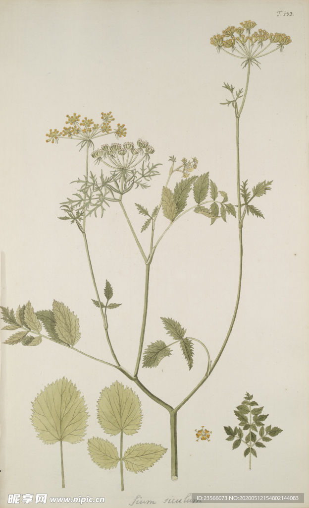 精美绘画草本植物图谱