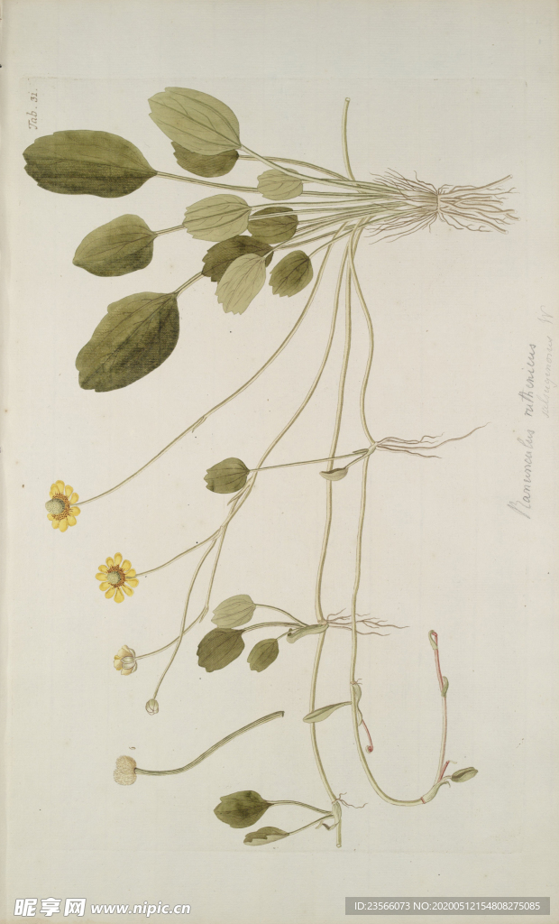 精美绘画草本植物图谱