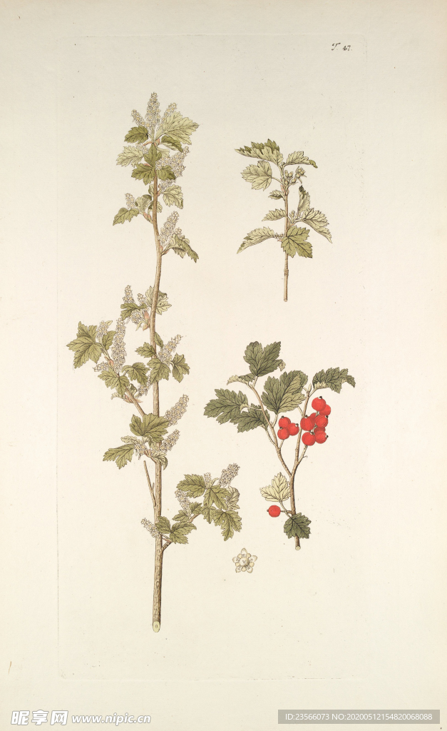 精美绘画草本植物图谱