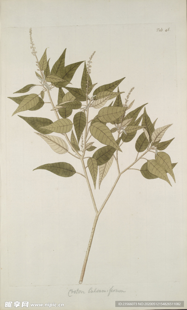 精美绘画草本植物图谱