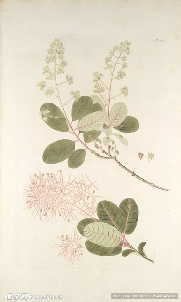 精美绘画草本植物图谱