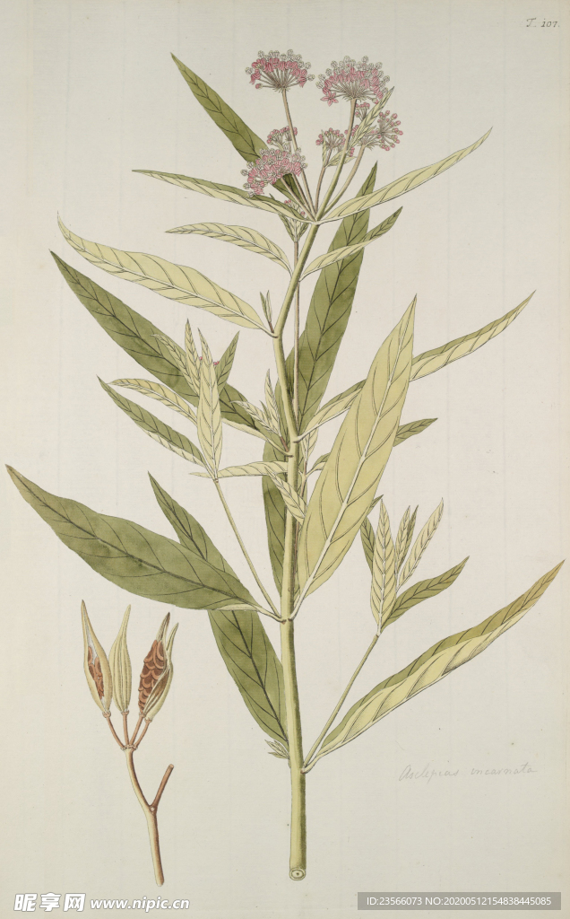 精美绘画草本植物图谱