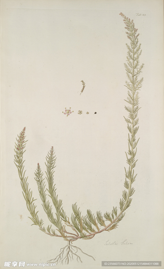 精美绘画草本植物图谱