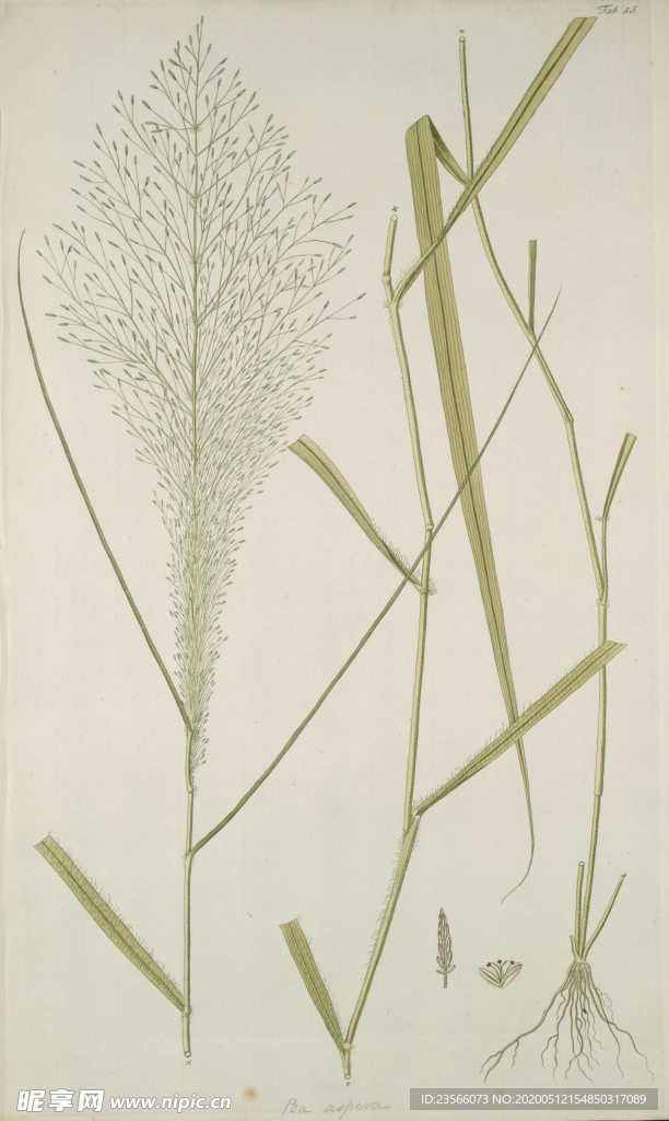 精美绘画草本植物图谱