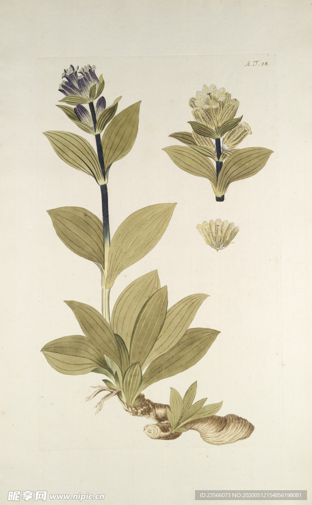 精美绘画草本植物图谱