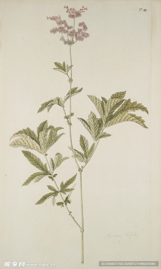 精美绘画草本植物图谱