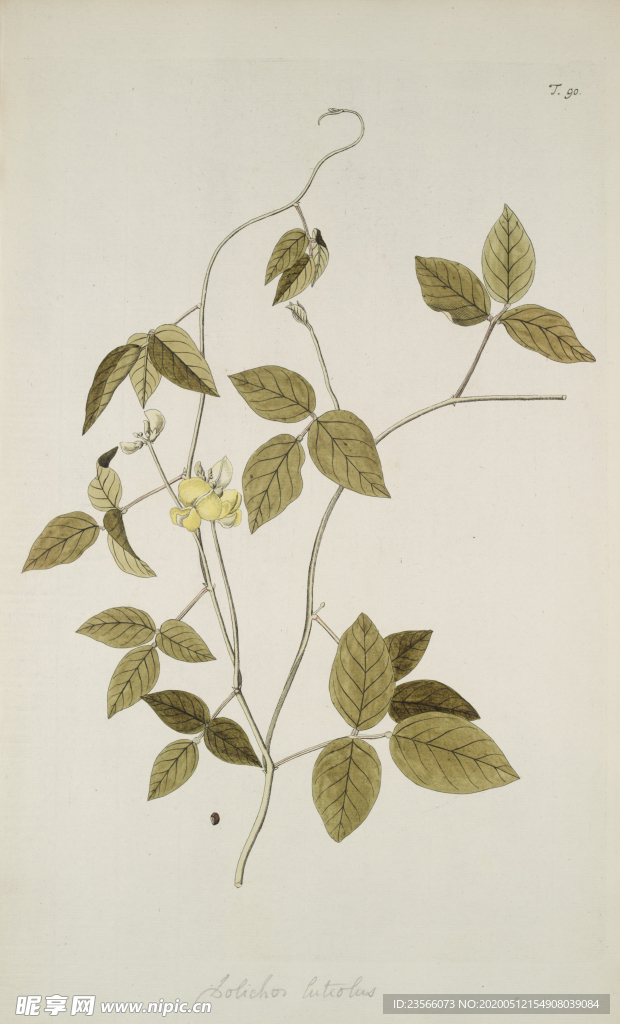 精美绘画草本植物图谱