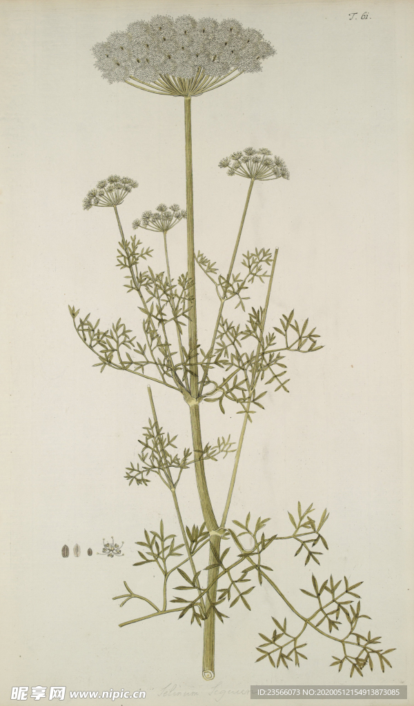 精美绘画草本植物图谱