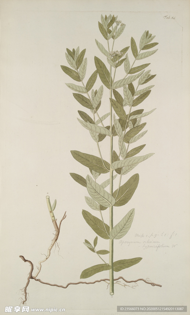 精美绘画草本植物图谱