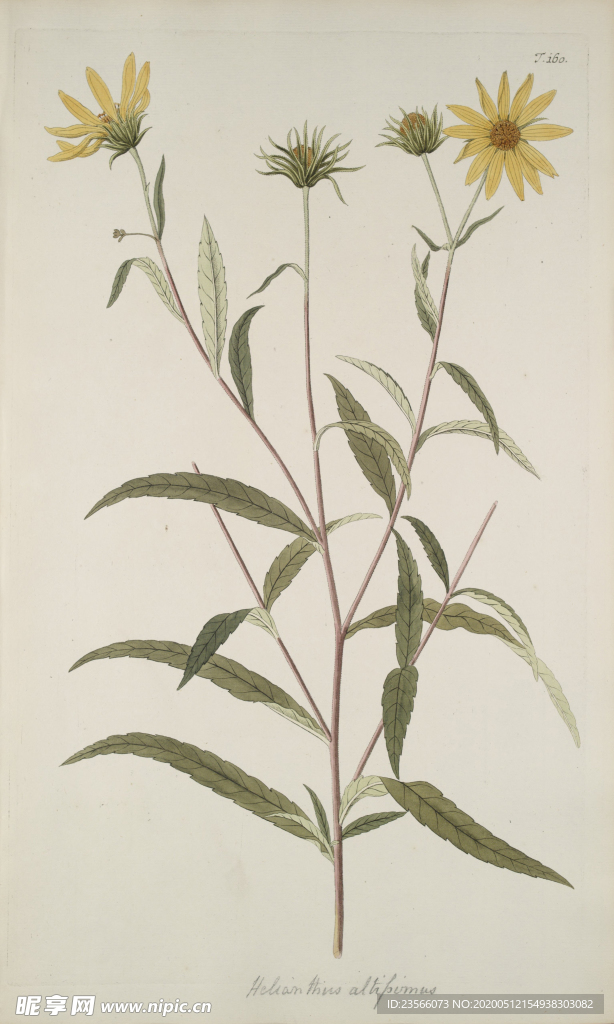 精美绘画草本植物图谱