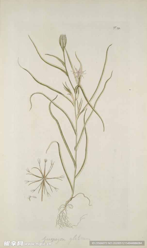 精美绘画草本植物图谱