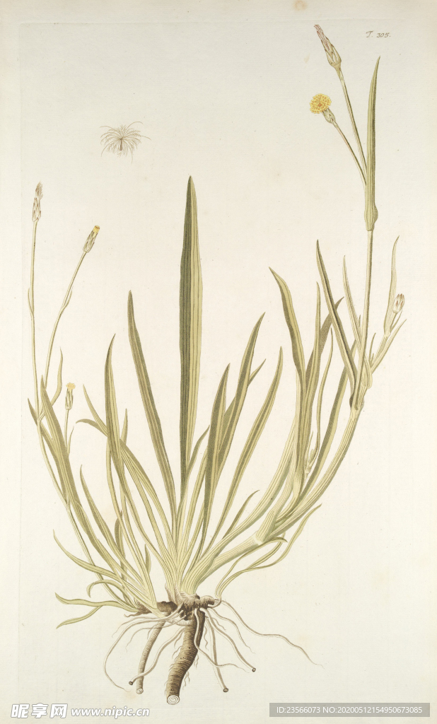 精美绘画草本植物图谱