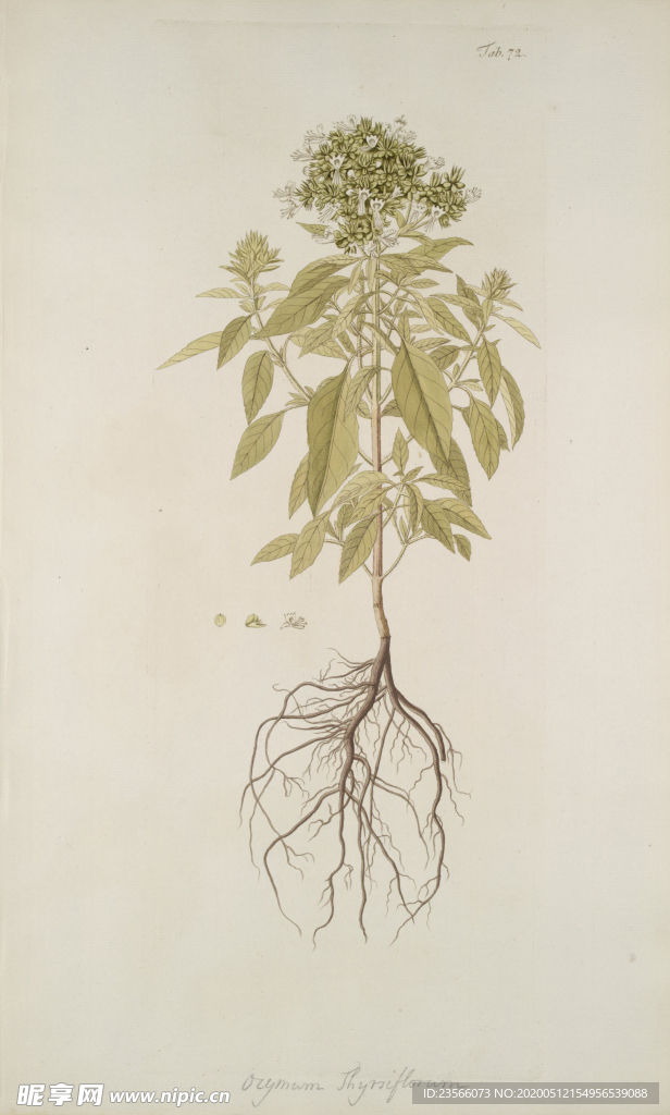 精美绘画草本植物图谱