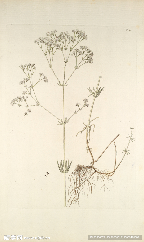 精美绘画草本植物图谱