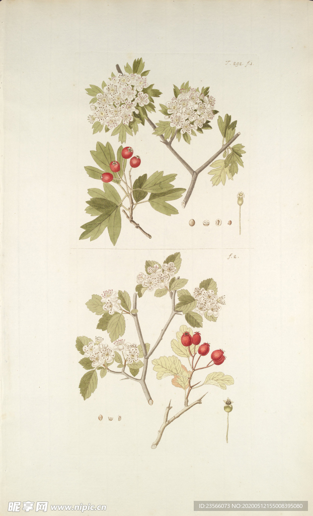 精美绘画草本植物图谱