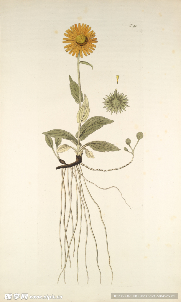 精美绘画草本植物图谱