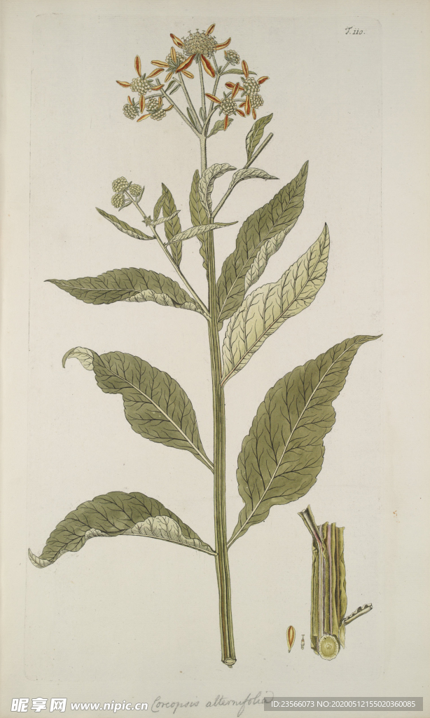 精美绘画草本植物图谱