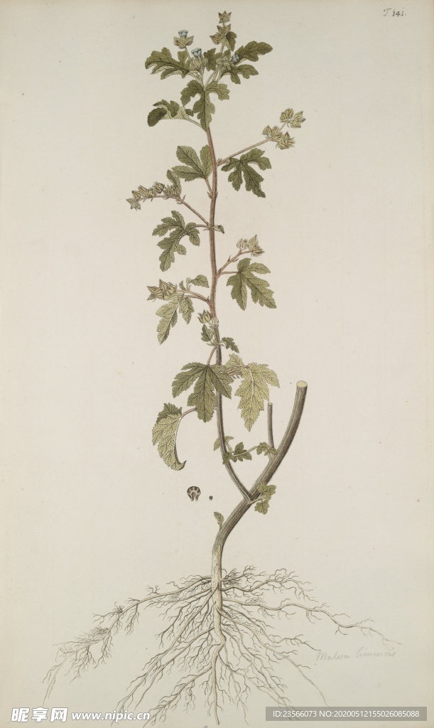 精美绘画草本植物图谱