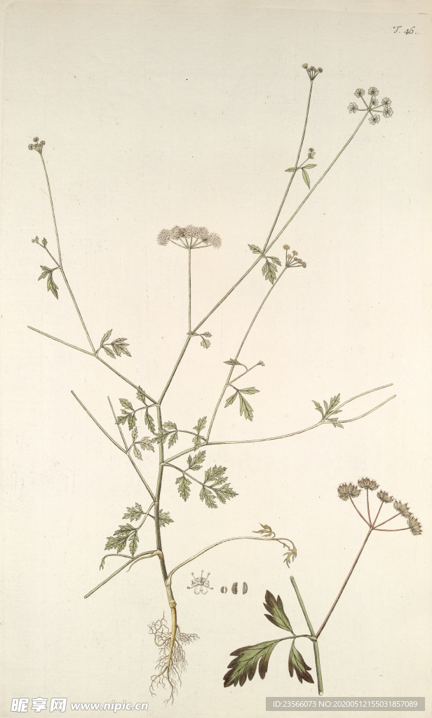 精美绘画草本植物图谱