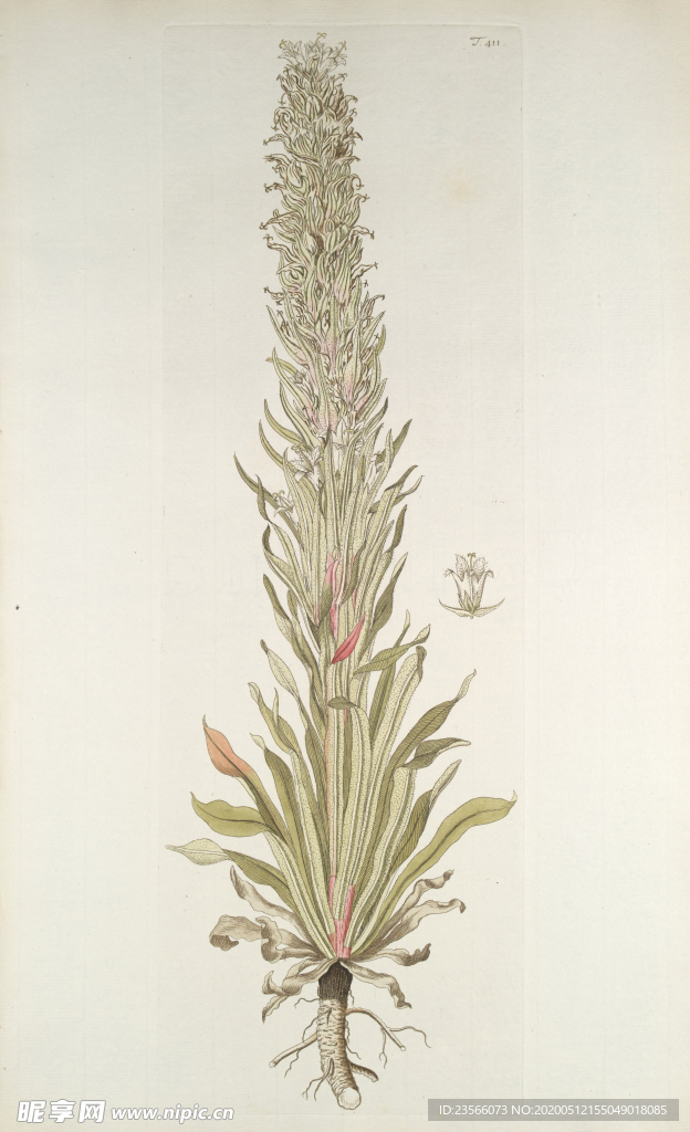 精美绘画草本植物图谱