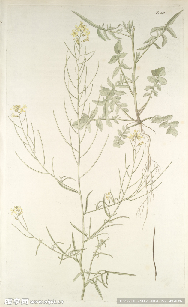 精美绘画草本植物图谱