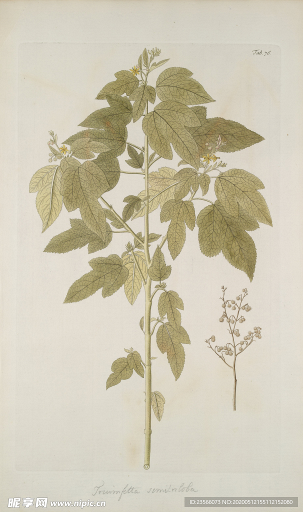 精美绘画草本植物图谱