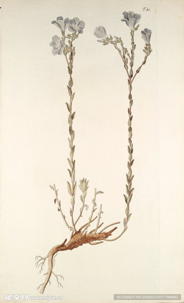 精美绘画草本植物图谱