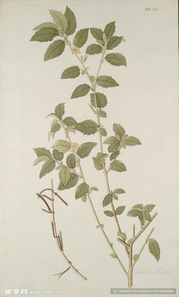 精美绘画草本植物图谱